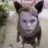 DYRACHYO ENJOYER
